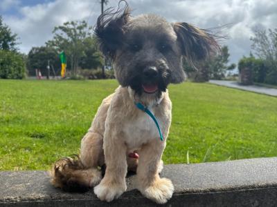 Male Jack Russell x puppy 8 months old in Mayo