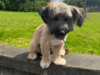 Male Jack Russell x puppy 8 months old in Mayo