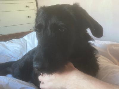 Cindy is a female black German Shepherd X puppy 11 months old in Mayo