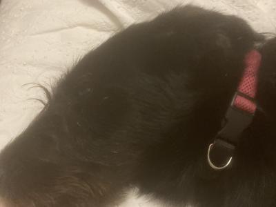 Cindy is a female black German Shepherd X puppy 11 months old in Mayo