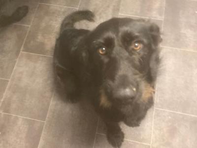 Cindy is a female black German Shepherd X puppy 11 months old in Mayo