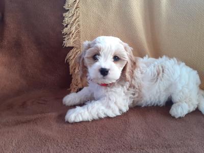 Cavachon puppies in Wexford