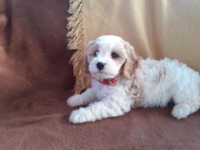 Cavachon puppies in Wexford