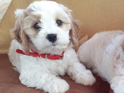 Cavachon puppies in Wexford
