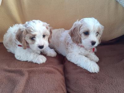 Cavachon puppies in Wexford