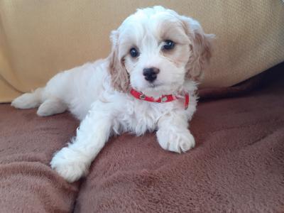Cavachon puppies in Wexford