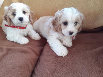 Cavachon puppies in Wexford