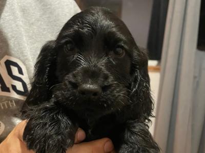 3 male Cocker Spaniel puppies