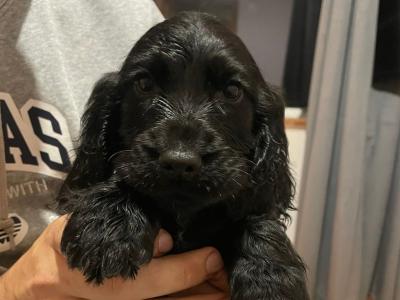 3 male Cocker Spaniel puppies in Laois
