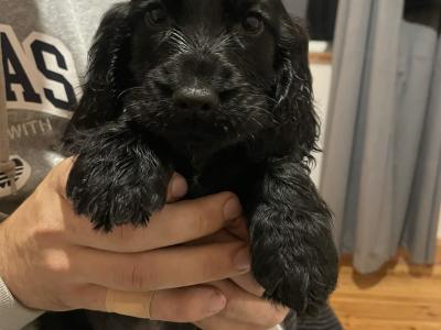 3 male Cocker Spaniel puppies