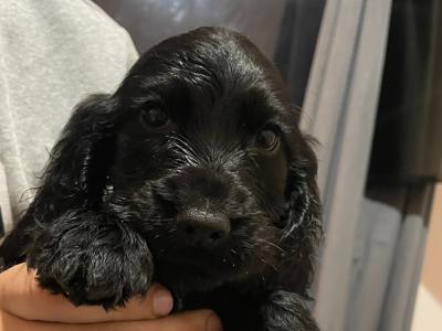 3 male Cocker Spaniel puppies