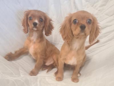 2 gorgeous little Cavalier King Charles puppies in Wexford