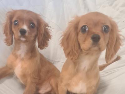 2 gorgeous little Cavalier King Charles puppies in Wexford