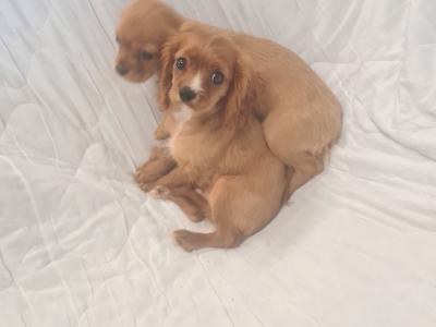 2 gorgeous little Cavalier King Charles puppies in Wexford