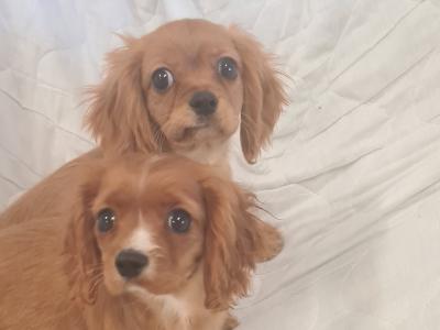 2 gorgeous little Cavalier King Charles puppies in Wexford
