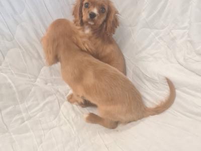 2 gorgeous little Cavalier King Charles puppies in Wexford