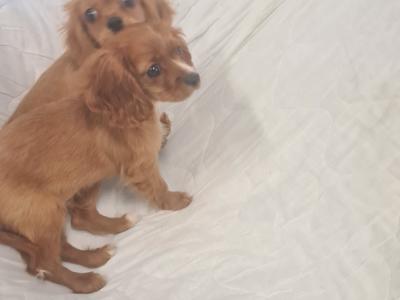 2 gorgeous little Cavalier King Charles puppies in Wexford