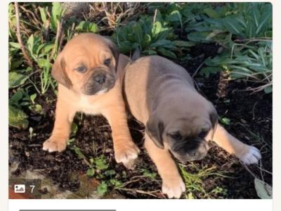 Puggle puppies for sale in Carlow