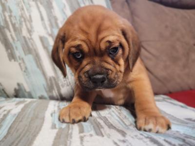 Puggle puppies for sale in Carlow