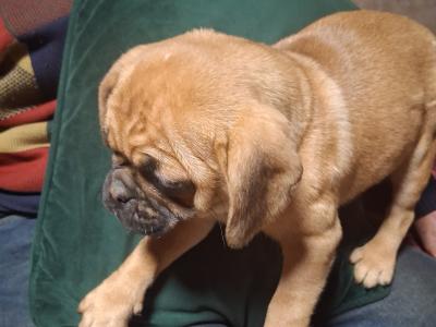 Puggle puppies for sale in Carlow