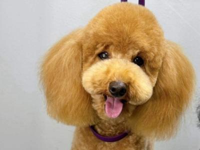 Bruno is an IKC Registered Toy Poodle for Stud