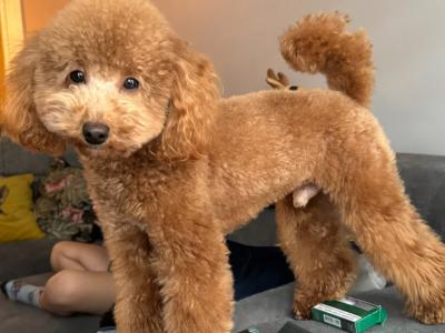 Bruno is an IKC Registered Toy Poodle for Stud