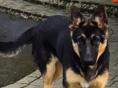 IKC Registered male German Shepherd puppy 6 months old in Kildare