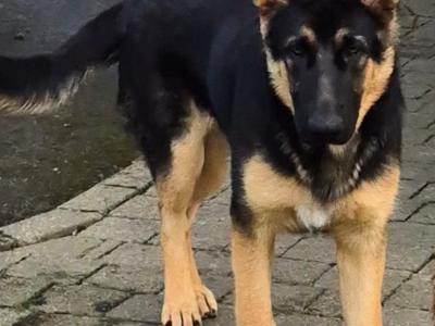IKC Registered male German Shepherd puppy 6 months old in Kildare