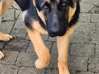 IKC Registered male German Shepherd puppy 6 months old in Kildare