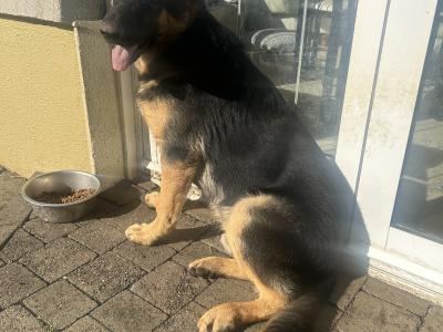 IKC Registered male German Shepherd puppy 6 months old in Kildare