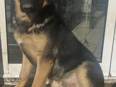 IKC Registered male German Shepherd puppy 6 months old in Kildare