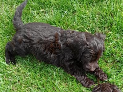 Petite Chocolate Cockapoo puppies in Waterford - 0872995135