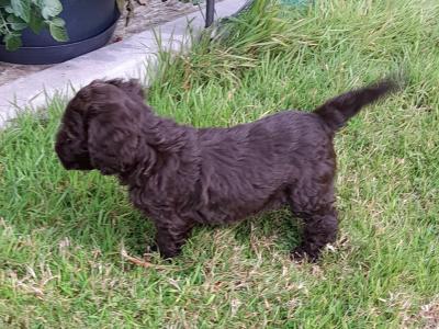 Petite Chocolate Cockapoo puppies in Waterford - 0872995135