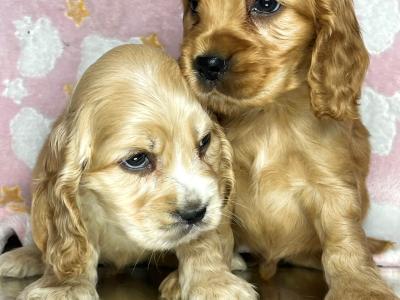 Adorable American Cocker Spaniel puppies in Cavan ready now