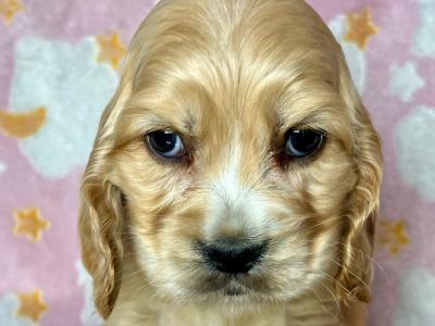 Adorable American Cocker Spaniel puppies in Cavan ready now