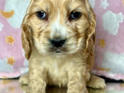 Adorable American Cocker Spaniel puppies in Cavan ready now