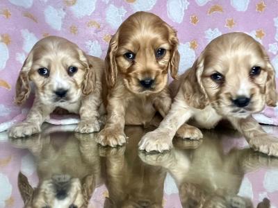 Adorable American Cocker Spaniel puppies in Cavan ready now