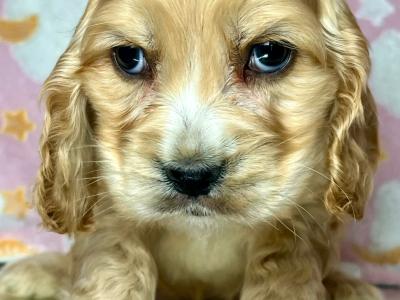 Adorable American Cocker Spaniel puppies in Cavan ready now