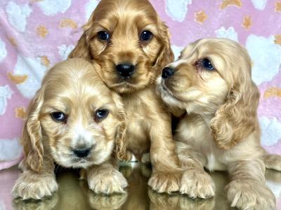 Adorable American Cocker Spaniel puppies in Cavan ready now