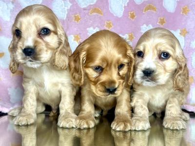 Adorable American Cocker Spaniel puppies in Cavan ready now