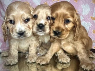 Adorable American Cocker Spaniel puppies in Cavan ready now