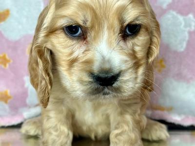 Adorable American Cocker Spaniel puppies in Cavan ready now