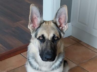 Male German Shepherd puppy 6 months old in Wicklow