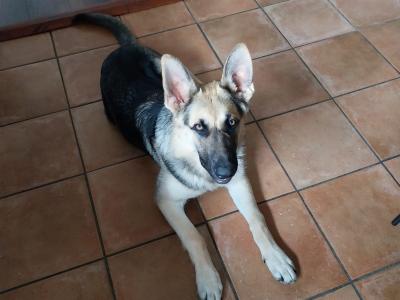 Male German Shepherd puppy 6 months old in Wicklow