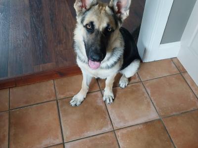 Male German Shepherd puppy 6 months old in Wicklow