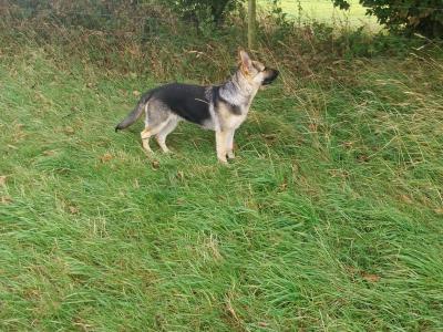 Male German Shepherd puppy 6 months old in Wicklow