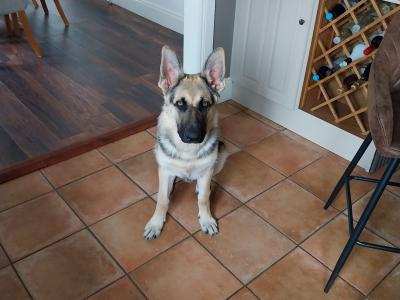 Male German Shepherd puppy 6 months old in Wicklow