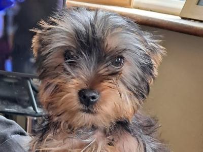 4 Yorkshire Terrier puppies in Mayo