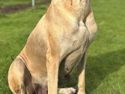 2 beautiful Great Dane puppies -IKC registered