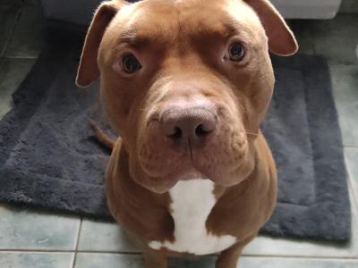 3yrs old cross breed Pitbull needs to go to a good home!
